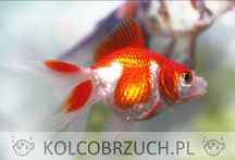 Welonka odmiana CZERWONO - BIAŁA - Welon - Carassius - dowóz, wysyłka