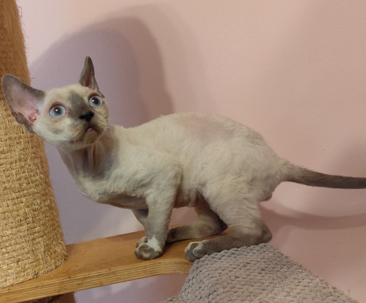Kocurek Devon rex liliowy point. Pilnie