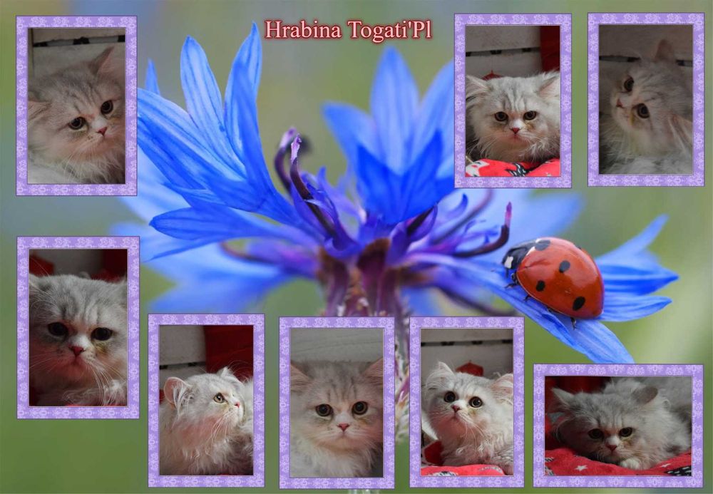 Szkocka długowłosa prostoucha kotka