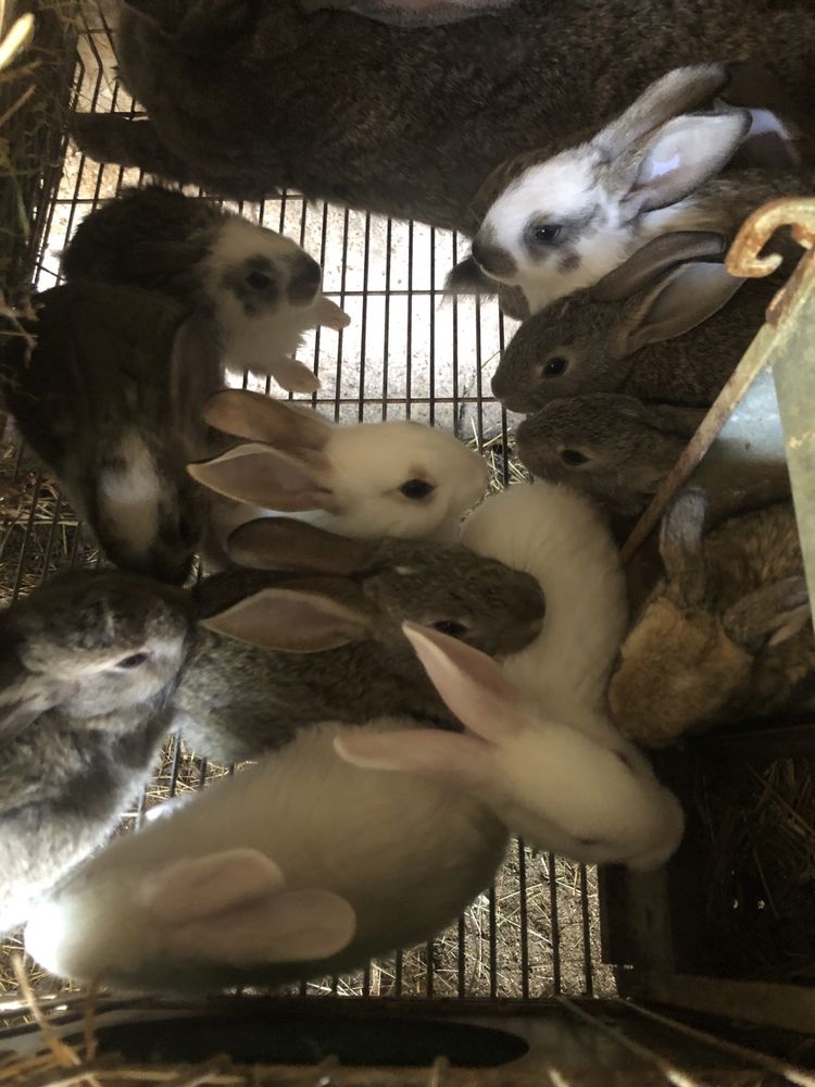 Animais de quinta