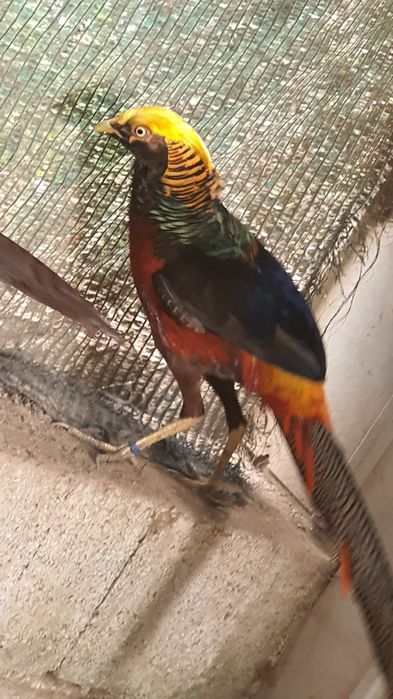 Casal de faisão dourado negro (cedência ou trouca)