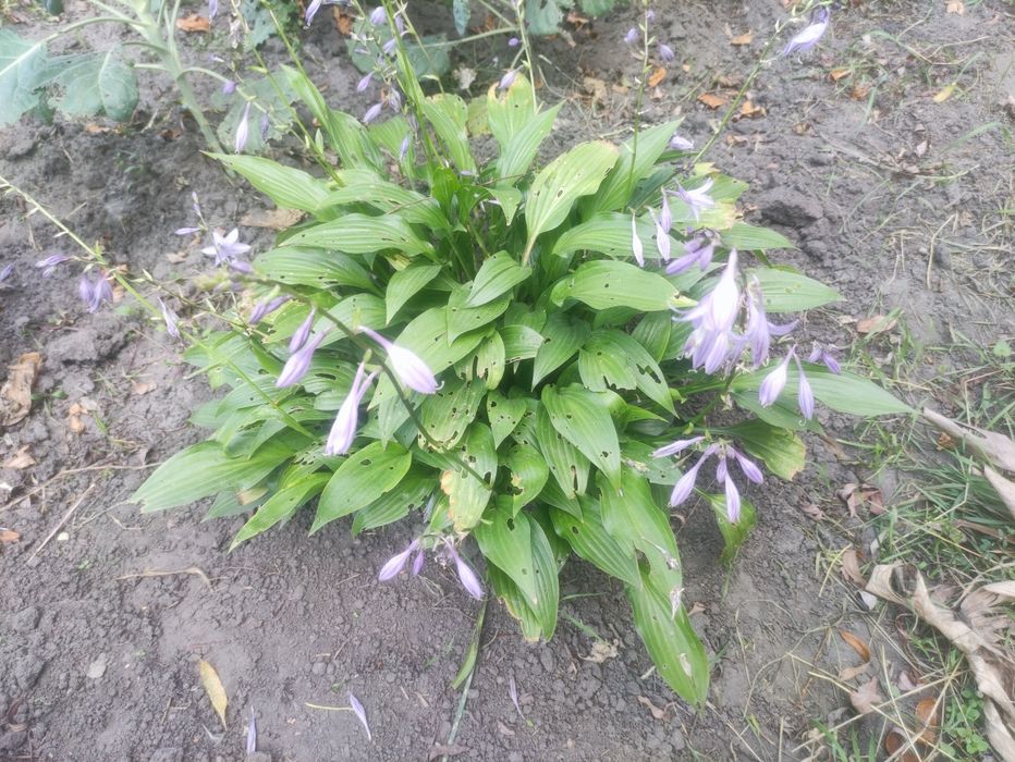 Обмен цветов,хмель