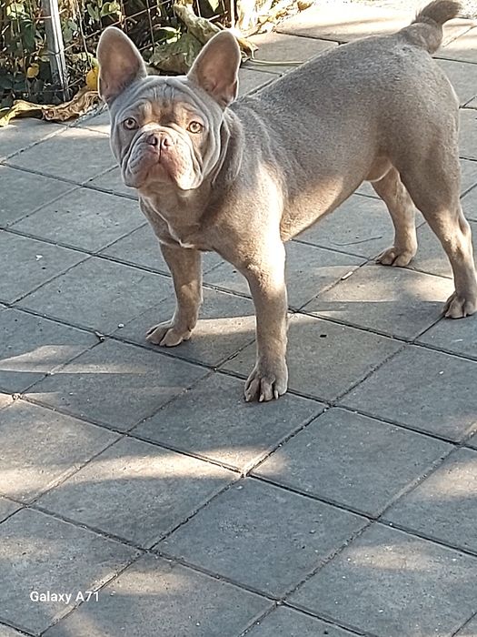 Вязка французский бульдог