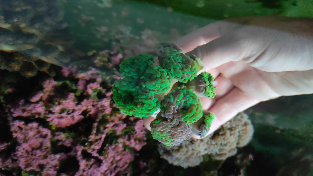 Euphyllia paraancora Fluo Gdynia/Gdańsk