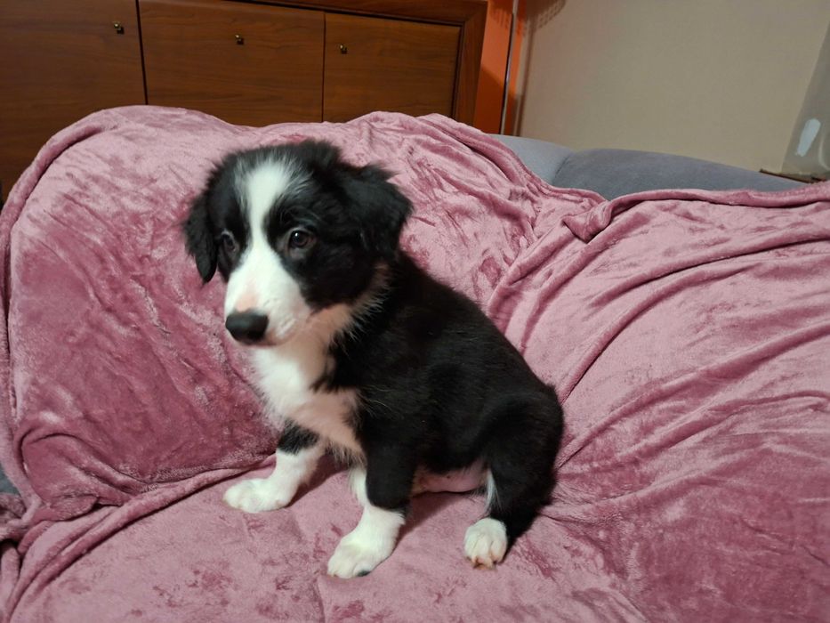 Border Collie szczeniak piesek:-) piękny