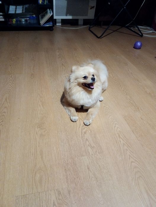 Померанський шпіц