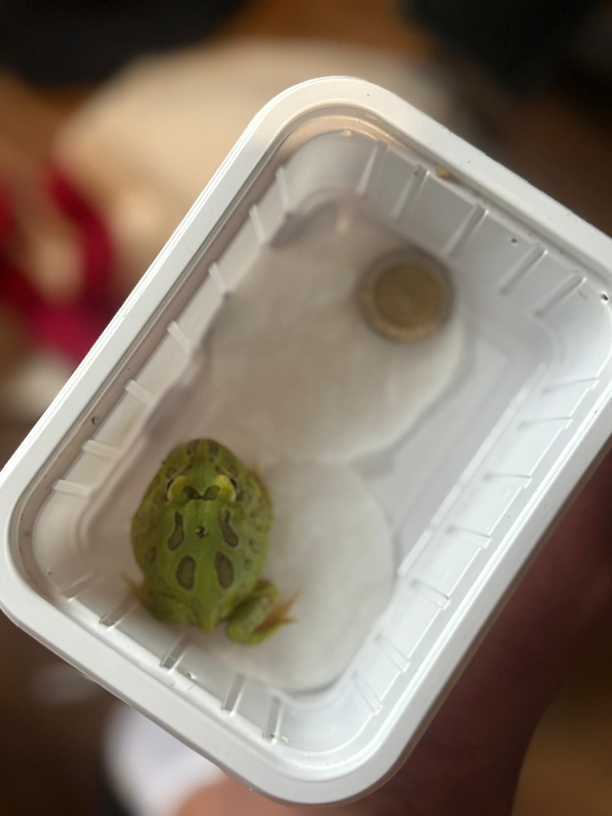 Żaba rogata Ceratophrys cranwelli