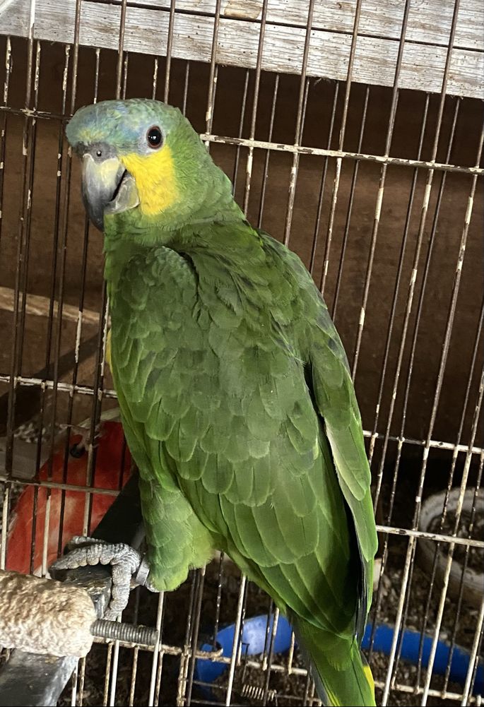 Papagaio Amazona