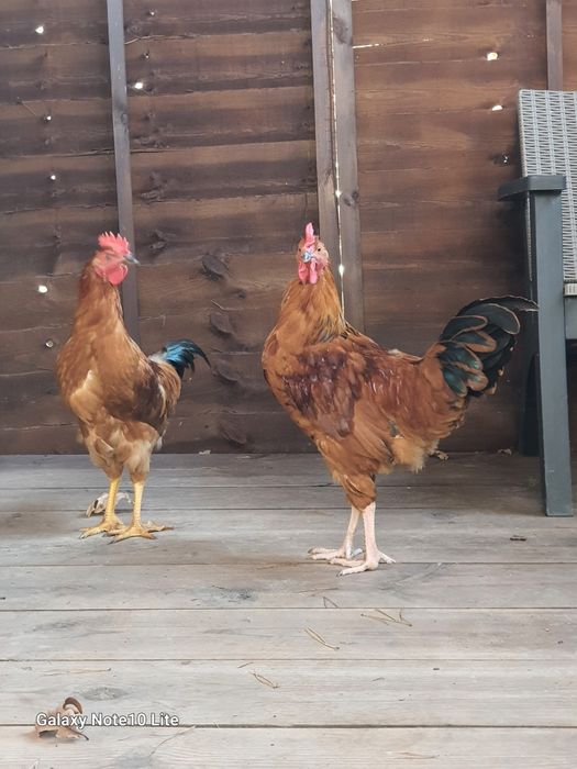 Koguciki 3 miesieczne