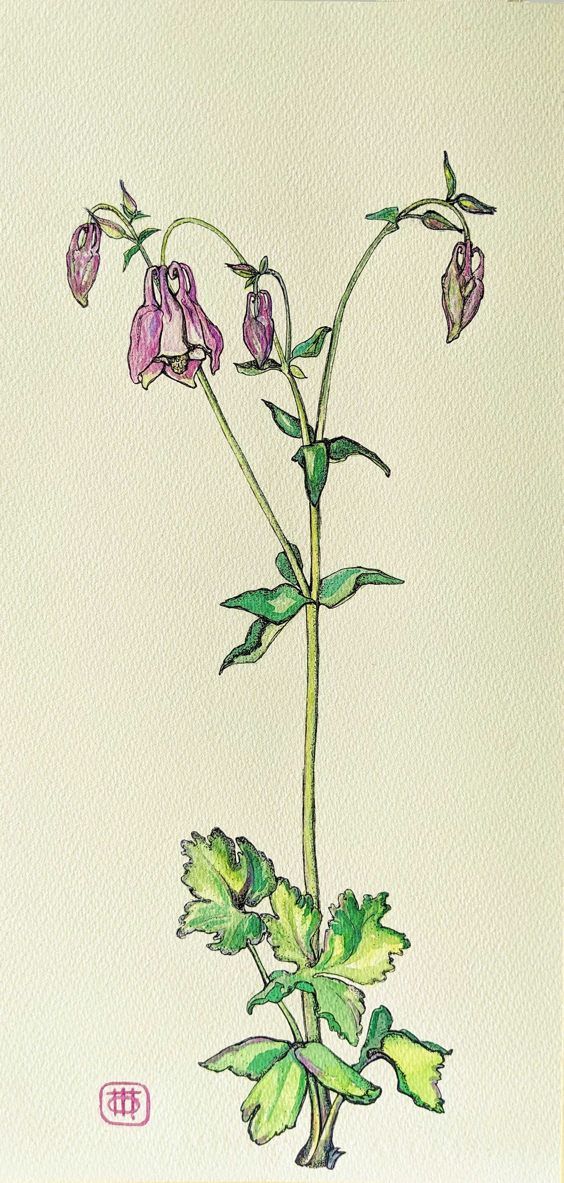 Ботанікал арт, Aquilegia Vulgaris, 41*20 акварель, папір, картина