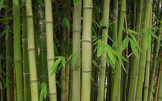 Canas de bambu da India