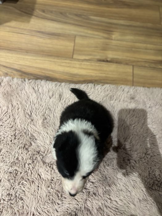 Szczeniak Border collie