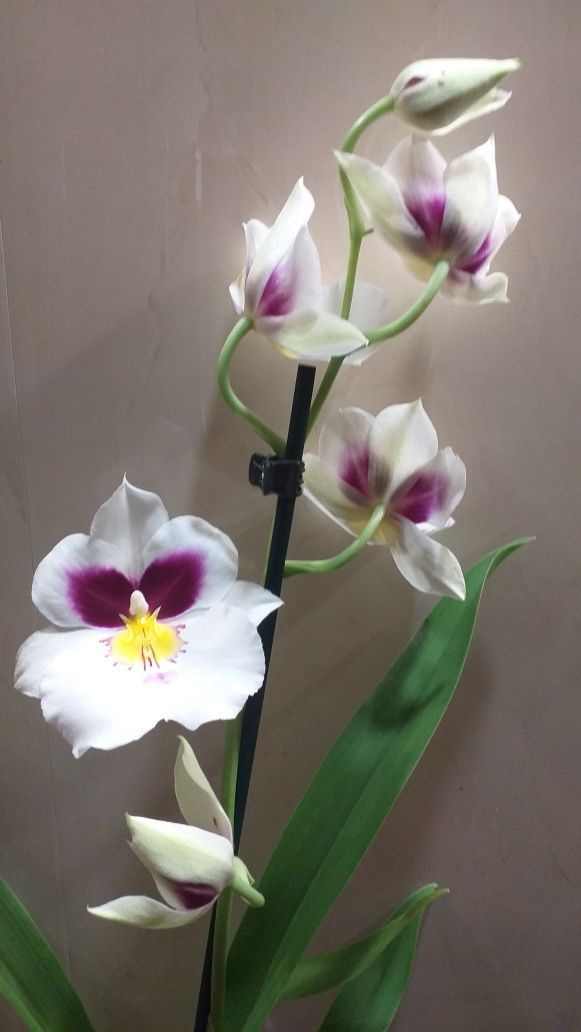 Орхидея Мильтония.