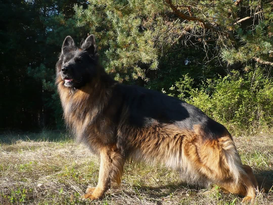 Owczarek Niemiecki Owczarki Niemieckie