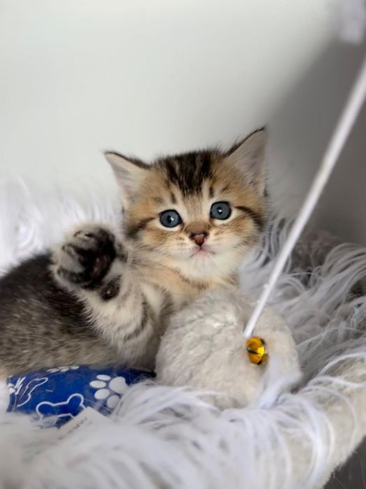 Macho Scottish Straight