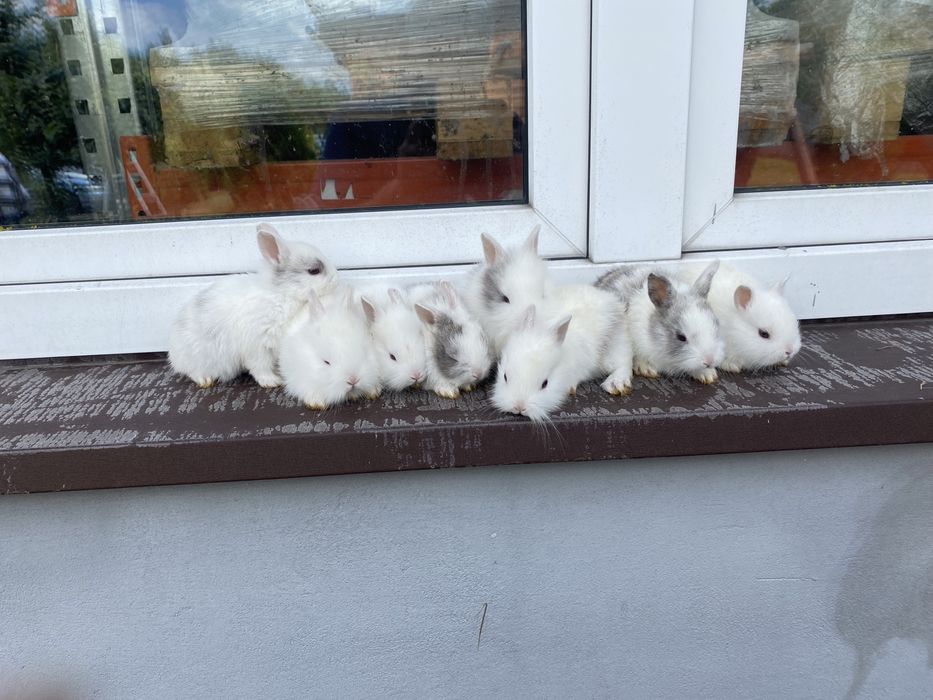 Królik miniaturka Radom