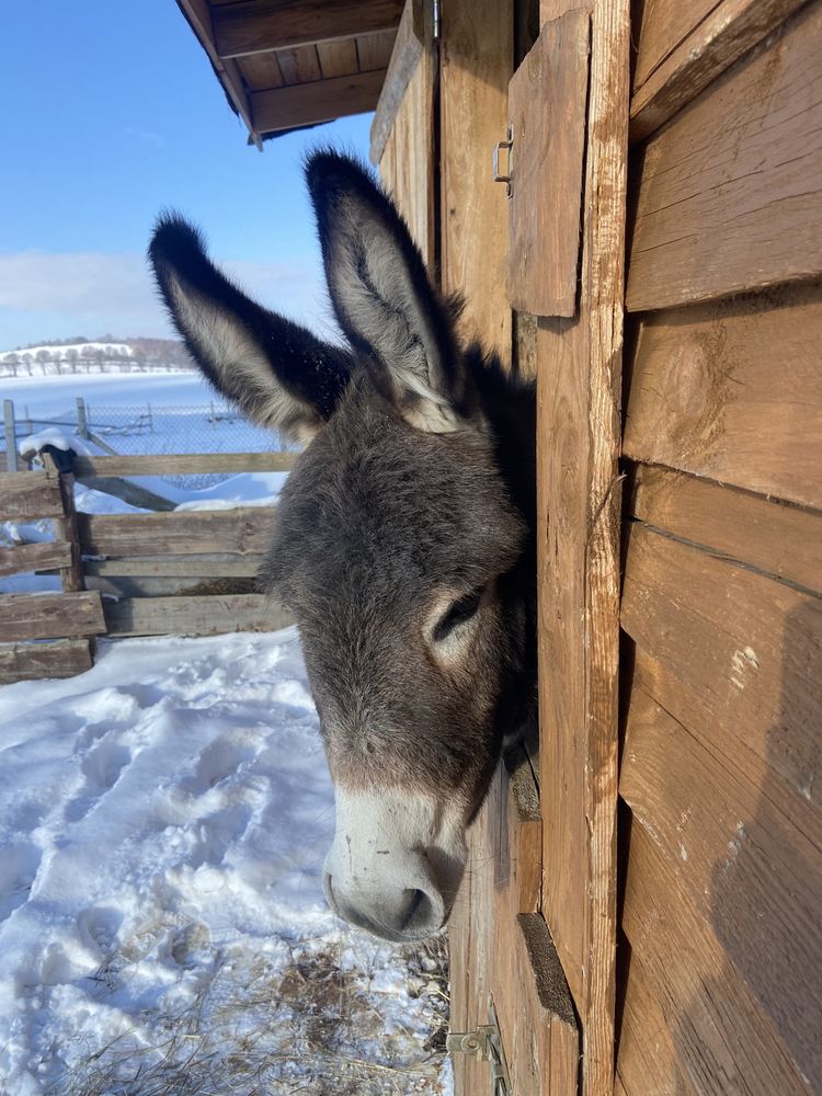 Wypoczynek w górach, agroturystyka, pokoje, zwierzęta, zapraszamy!