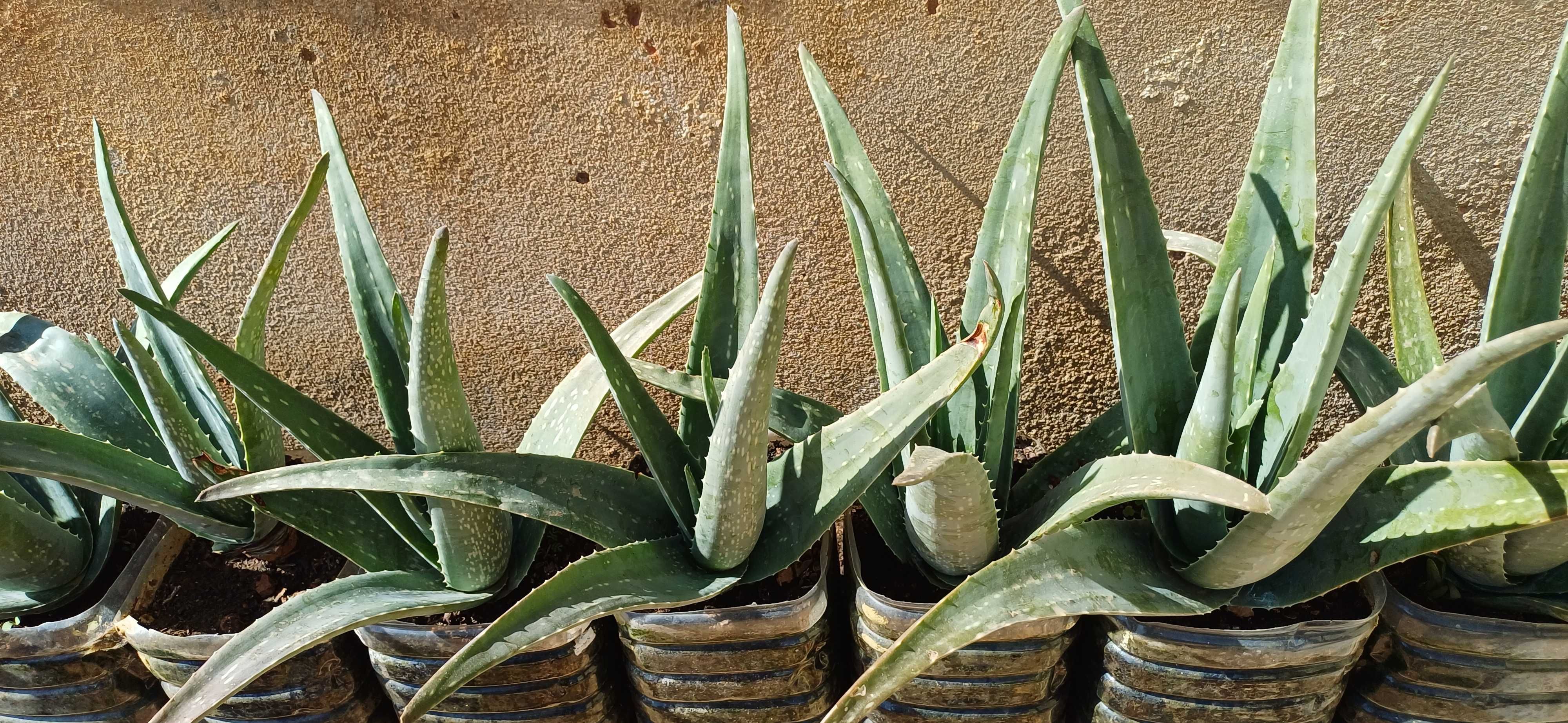 Aloe Vera (em vaso)