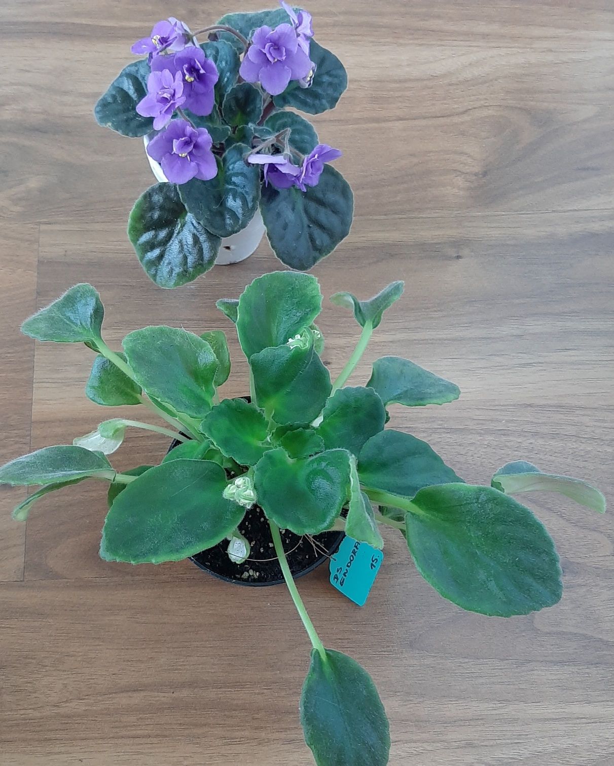 Fiolek afrykanski Ds- endorfin