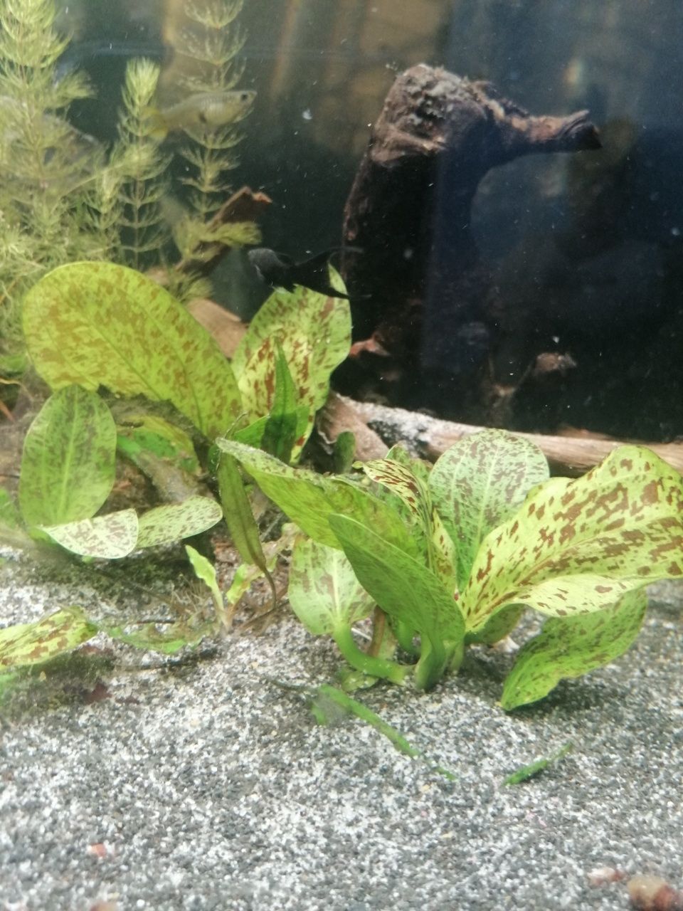 Echinodorus ocelot rośliny akwariowe