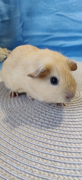 Морська свинка,селф крем