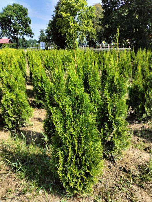 Tuja Thuja Szmaragd 160 cm