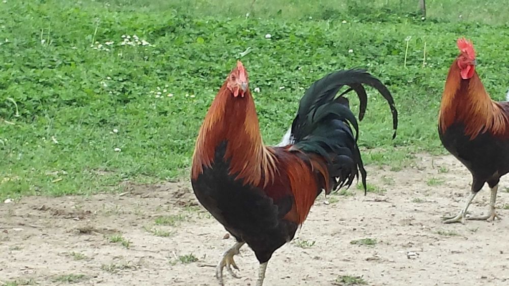 Kogut młody,dobre jedzonko lub super do chowu. Dowóz