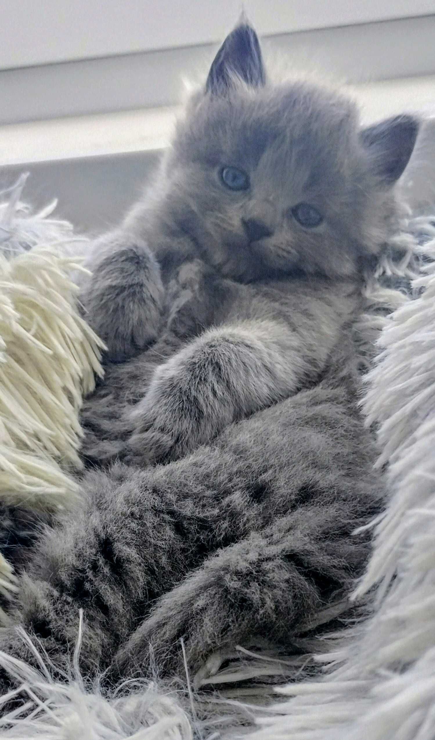 kotek rasy nebelung (rosyjski niebieski długowłosy)