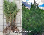 СОСНА КРИМСЬКА/чорна-продаж саджанців/сіянців.1-3річкаПиши і замовляй!