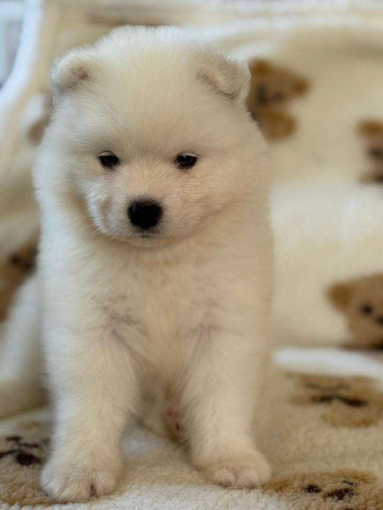 Samojed  szczenie