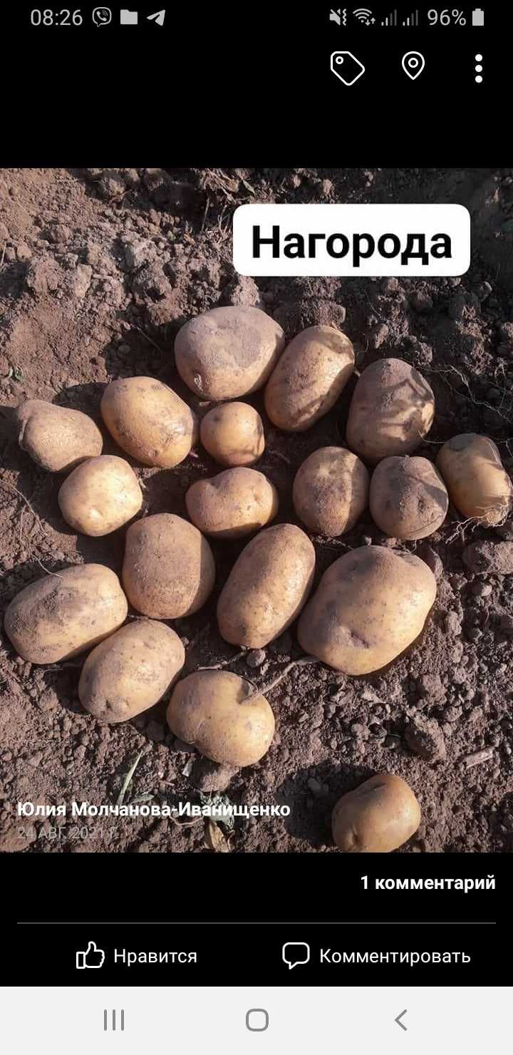 Поспішайте,сезон посадки картоплі  розпочинається!