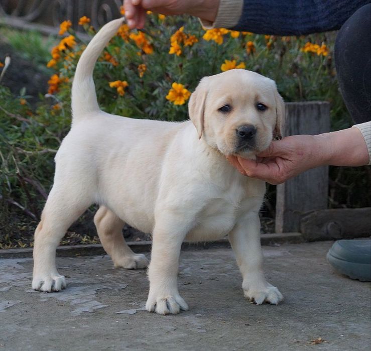 Цуценята лабрадора