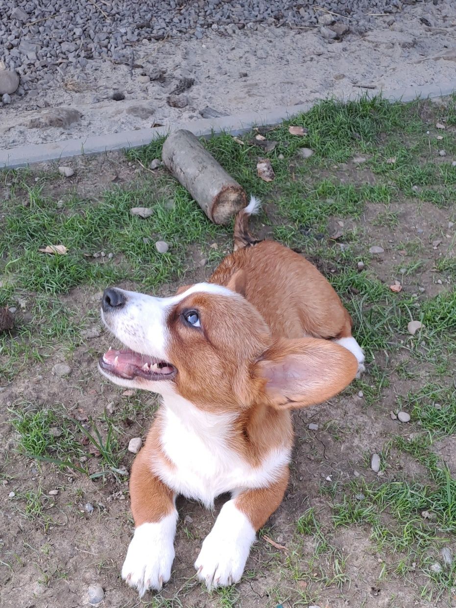 **FLOKI**WELSH CORGI CARDIGAN **śliczny piesek gotowy do zmiany domku