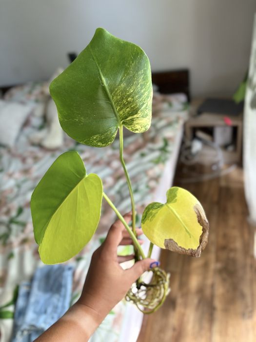 Monstera NOID (Yellow Marilyn/Lemon Lime)