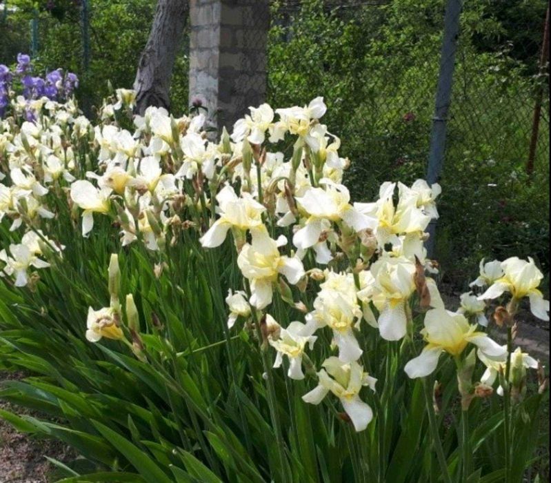 ирисы двухцветные