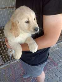 Golden retriever szczeniaki