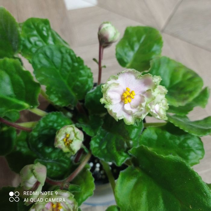 Фіалки квітучі дорослі