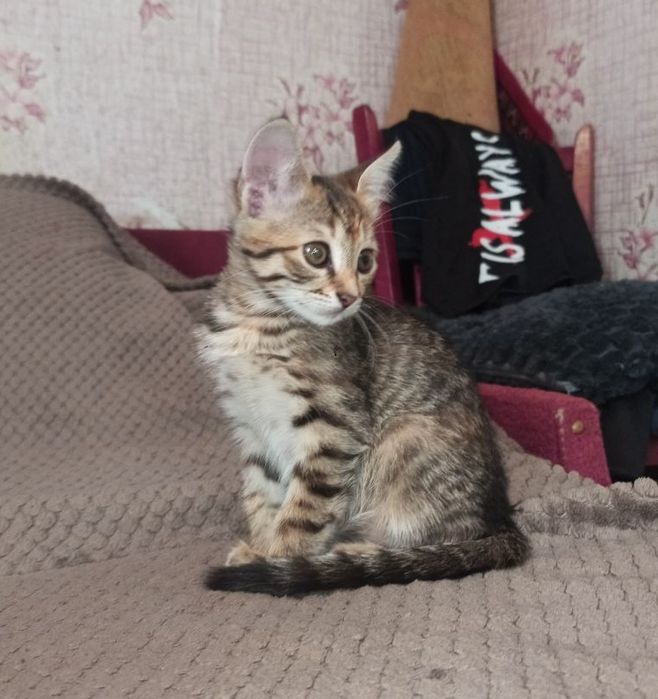 Котята 2 месяца  ,девочки ,полосатые ,пепельная