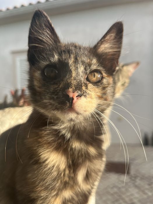 Gatas para adocão