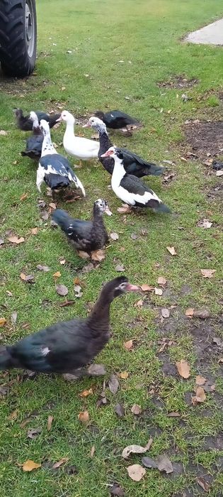 Sprzedam kaczki i kaczory