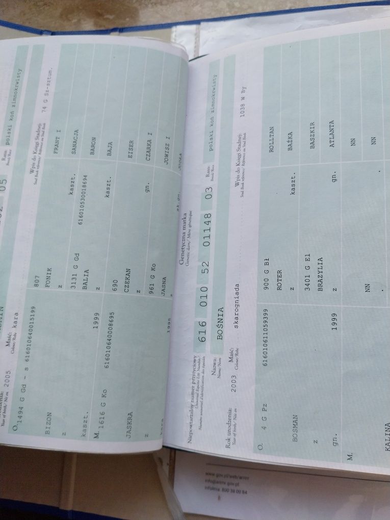Klacz kon zimnokrwisty  licencja