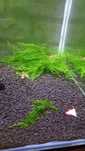 Mech do Akwarium Java Moss