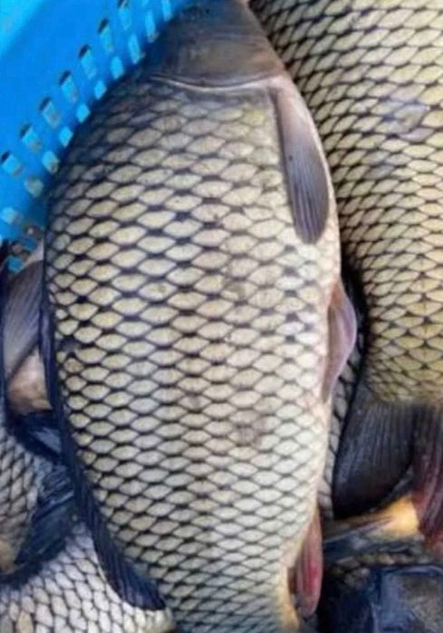 Продам живу рибу Для спортивної риболовлі