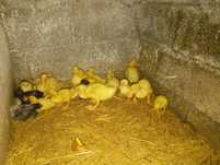 Patos Pequim e Machos corredores