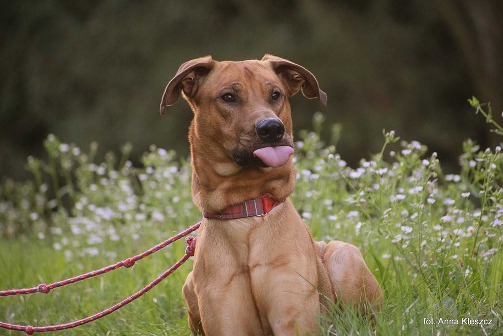 Fifi roczny psiak w typie Rhodesian Ridgeback