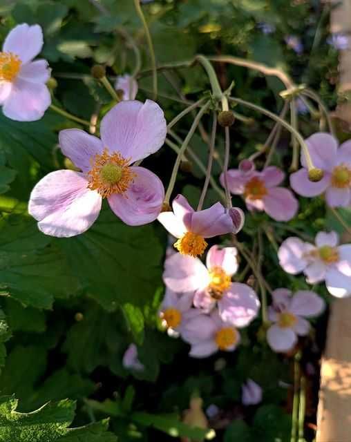Спірея Золотий Карл, Анемона рожева. ясколка, орегано