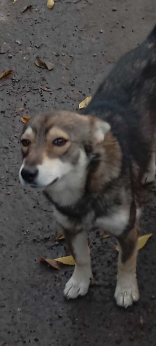 Собака даром, в добрі руки