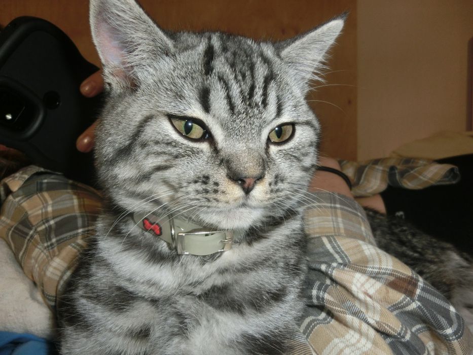 Чистокровний шотландський котик