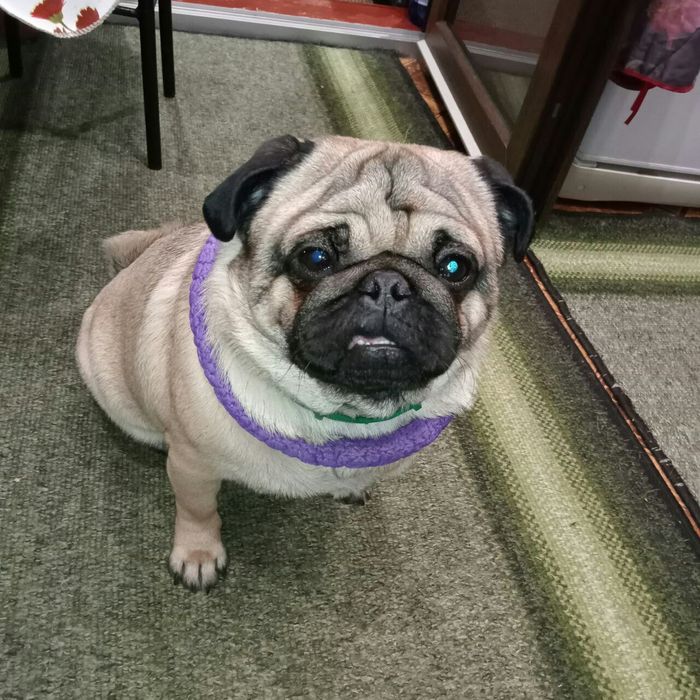 Вязка мопсика(кобель)