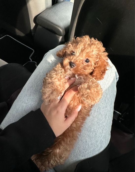 Елітні вакциновані Мальтипу міні Мальтипушки пудель Мальтіпу maltipoo